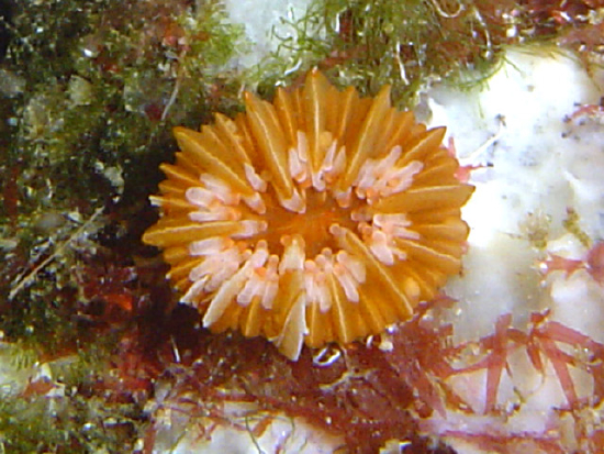  Caryophyllia inornata (Cup Coral, Plate Coral, Whorl Coral, Bowl Coral)